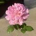 PINK Rose by peekysweets
