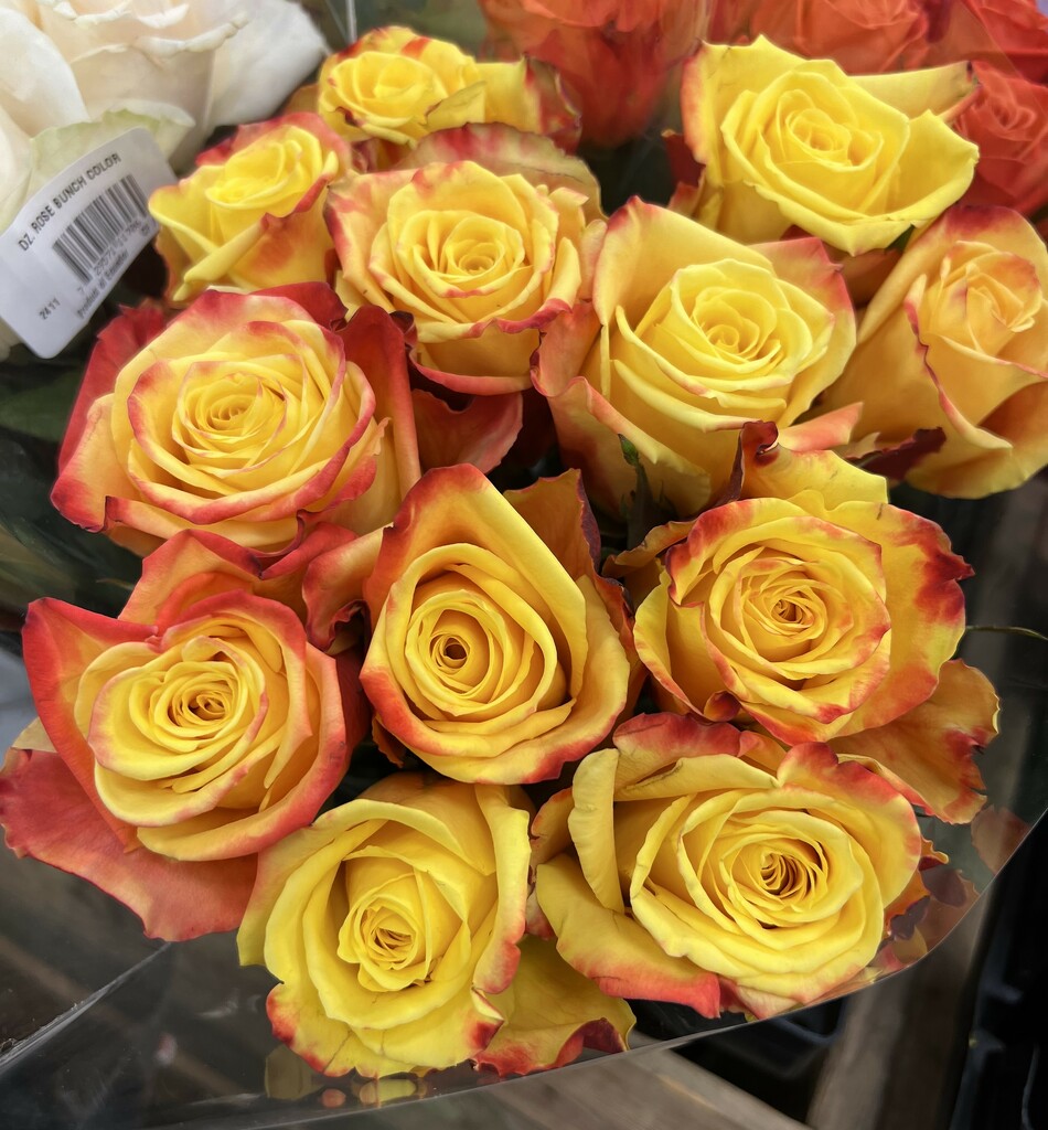 Yellow Roses by peekysweets