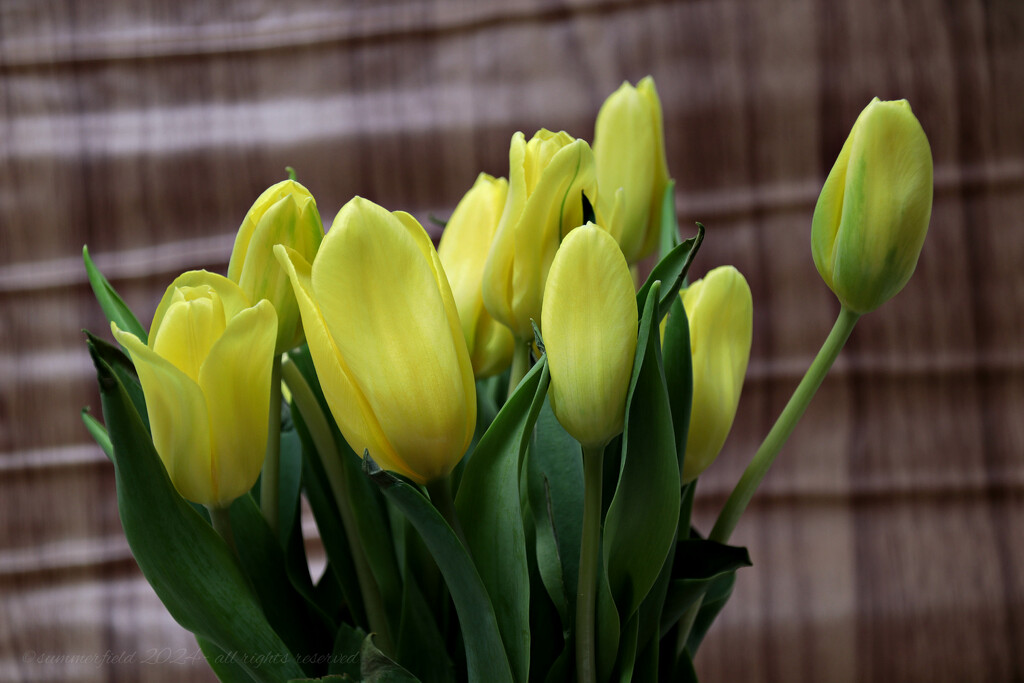 yellow tulips by summerfield