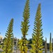 3 11 Agave Spikes yellow green by sandlily