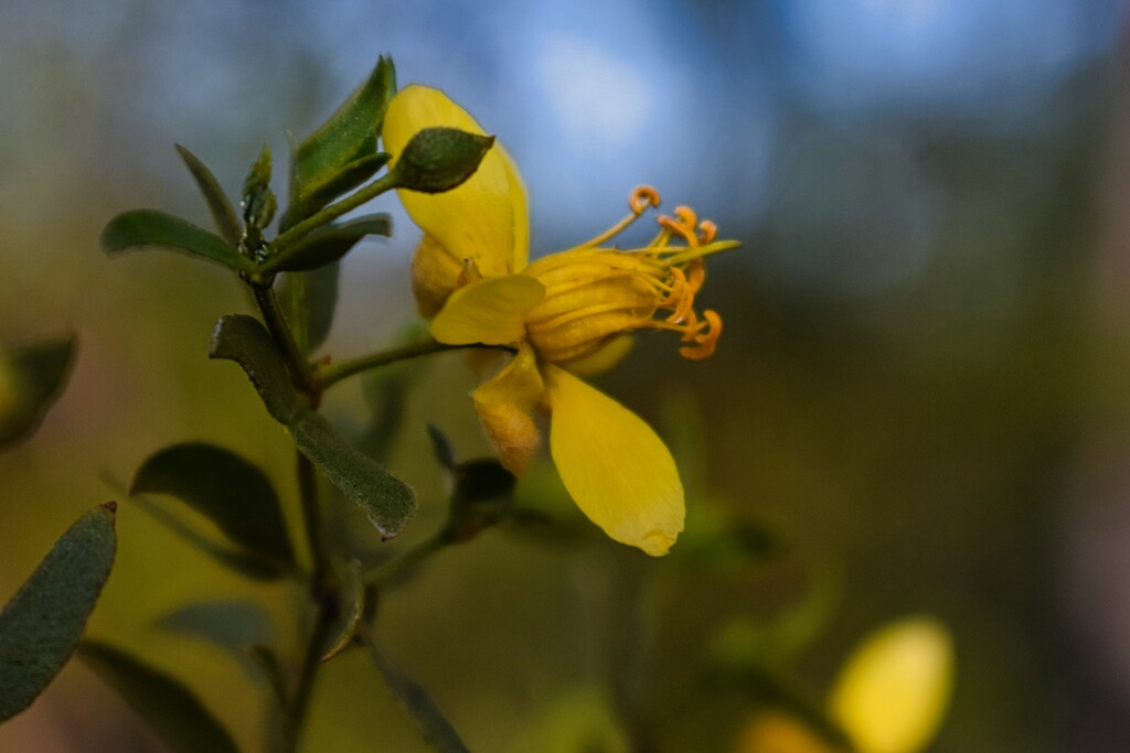 3 11 Creosote flower by sandlily