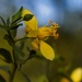 3 11 Creosote flower by sandlily