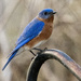 Mr. Bluebird by cwbill