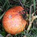 pumpkin by kali66