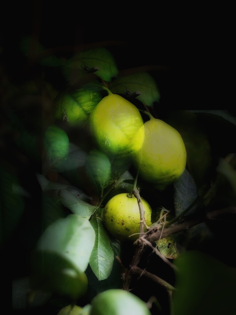 Yellow/lemon by pusspup
