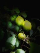 13th Mar 2024 - Yellow/lemon