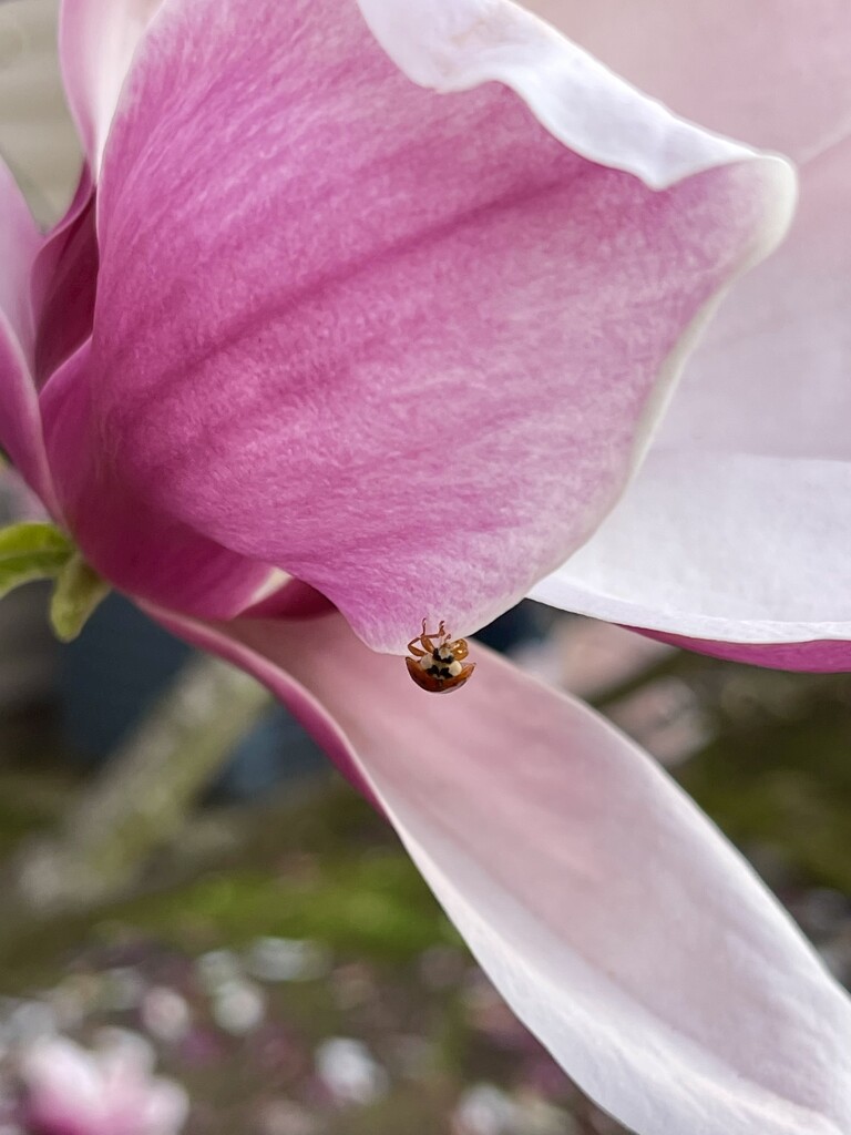 Little Ladybug by gardenfolk