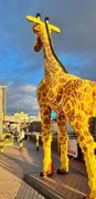 13th Mar 2024 - The big giraffe 