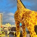 The big giraffe  by pattyblue