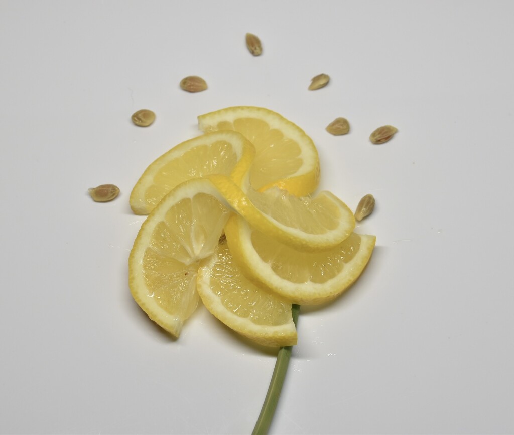 Lemon blossom  by wakelys