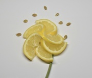 13th Mar 2024 - Lemon blossom 
