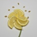 Lemon blossom  by wakelys