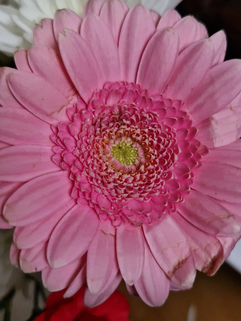 Pink Gerbera by mumswaby