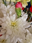 21st Feb 2024 - Chrysanthemum
