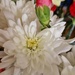 Chrysanthemum by mumswaby