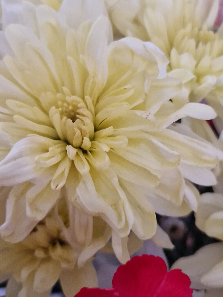 Macro chrysanth by mumswaby