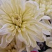 Macro chrysanth by mumswaby