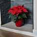 Poinsettia from Christmas by mumswaby