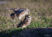 27th Feb 2024 - Burrowing Owls - Cape Coral, FL