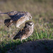 Burrowing Owls - Cape Coral, FL by dridsdale