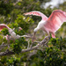 Roseate Spoonbills - Sanibel Island FL by dridsdale