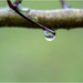 Raindrop by clifford