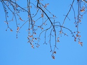 13th Mar 2024 - Delicate blossoms...