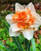 13th Mar 2024 - Double daffodil 