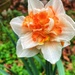 Double daffodil  by rontu