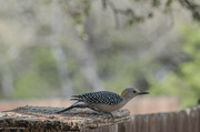 13th Mar 2024 - Woodpecker