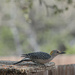 Woodpecker by dkellogg