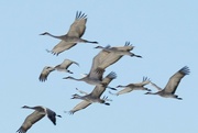 9th Mar 2024 - _DSC7251e2 sandhill cranes