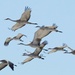 _DSC7251e2 sandhill cranes