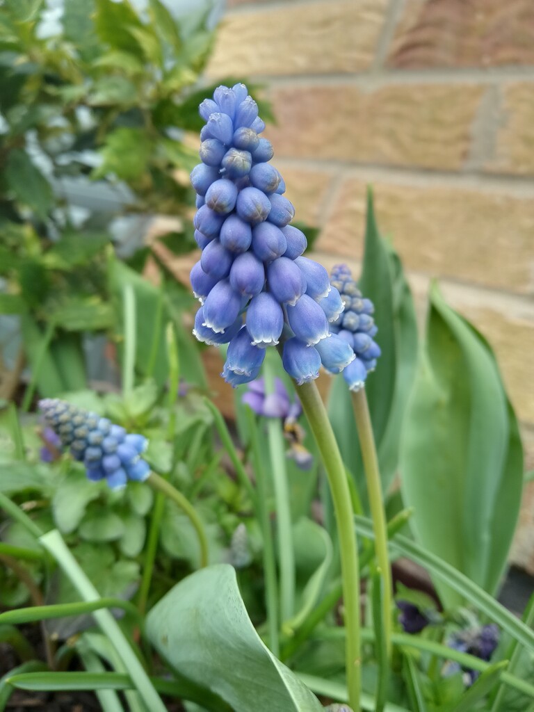 The humble grape hyacinth  by 365projectorgjoworboys