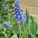 The humble grape hyacinth  by 365projectorgjoworboys