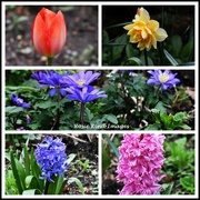 13th Mar 2024 - Spring flowers