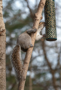 9th Mar 2024 - My suet nugget thief caught tongue out