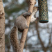 My suet nugget thief caught tongue out by mistyhammond