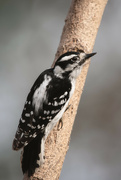 5th Mar 2024 - Sweet Female Hairy Woodpecker