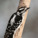 Sweet Female Hairy Woodpecker by mistyhammond