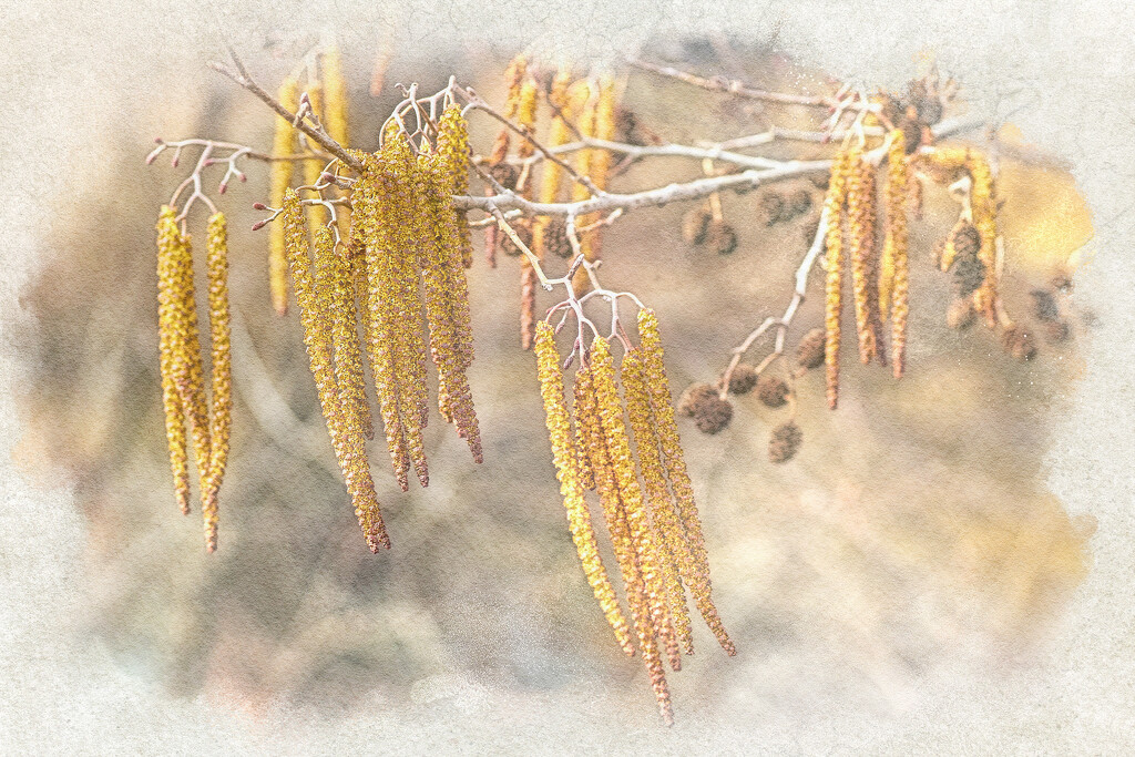 The Catkins are Growing by gardencat