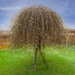 Willow Tree by tonus