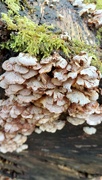 5th Mar 2024 - Fungi, Kelton Wood