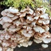 Fungi, Kelton Wood by samcat