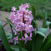 Hyacinth by busylady