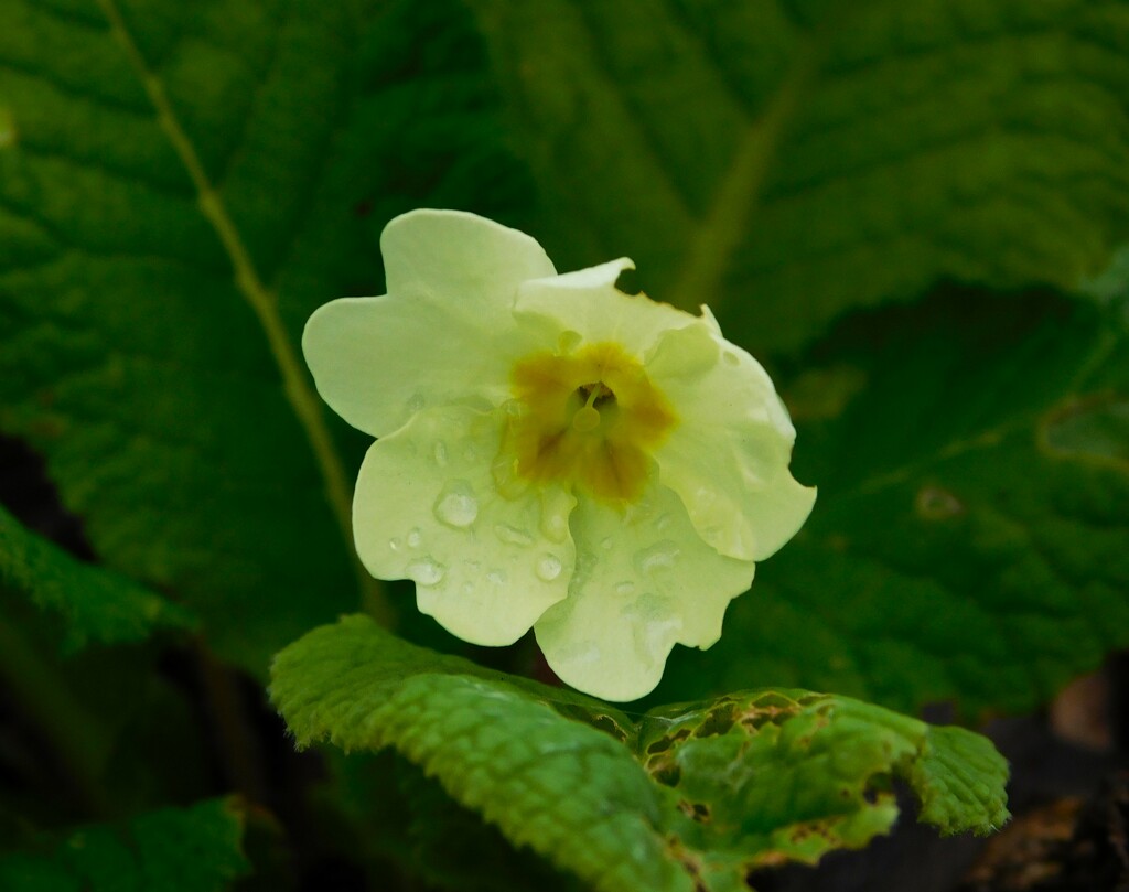 First Primrose by 365anne