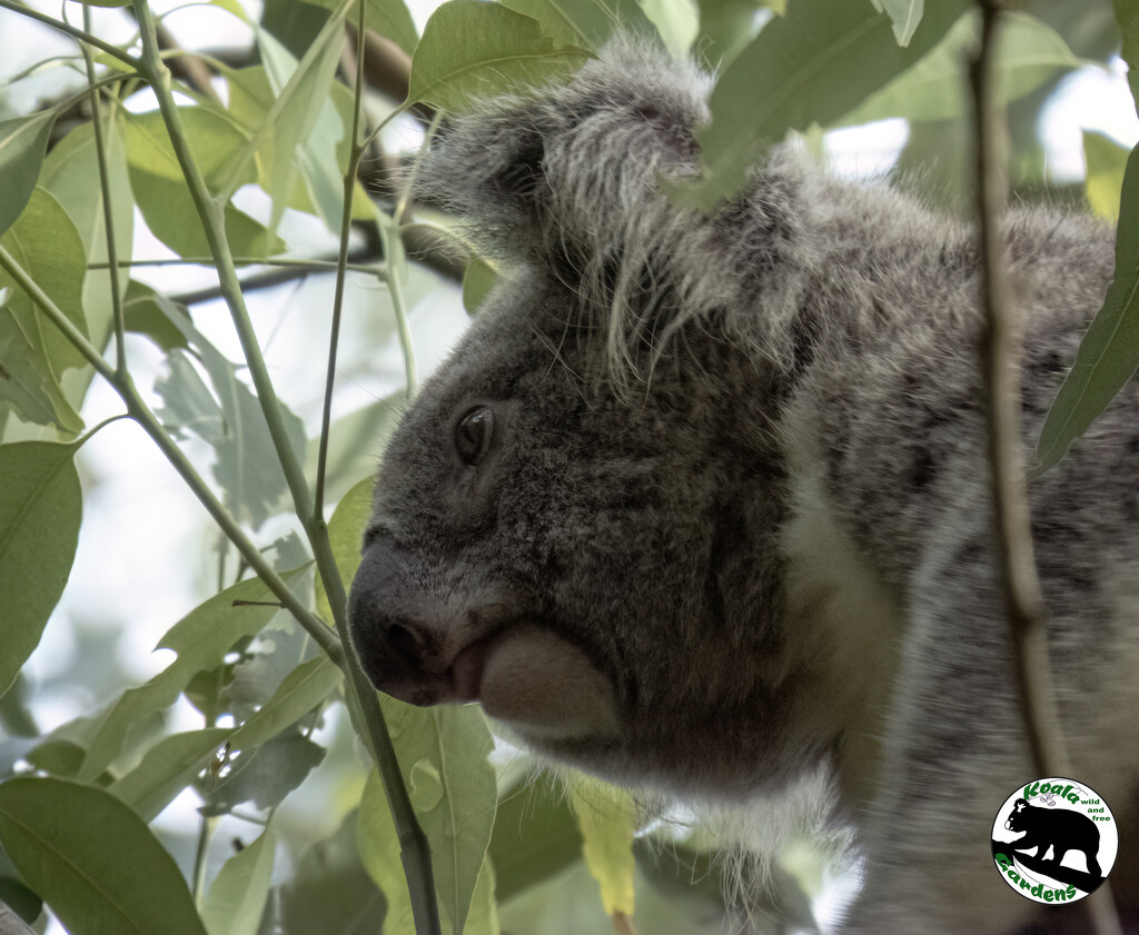 put your tongue away by koalagardens