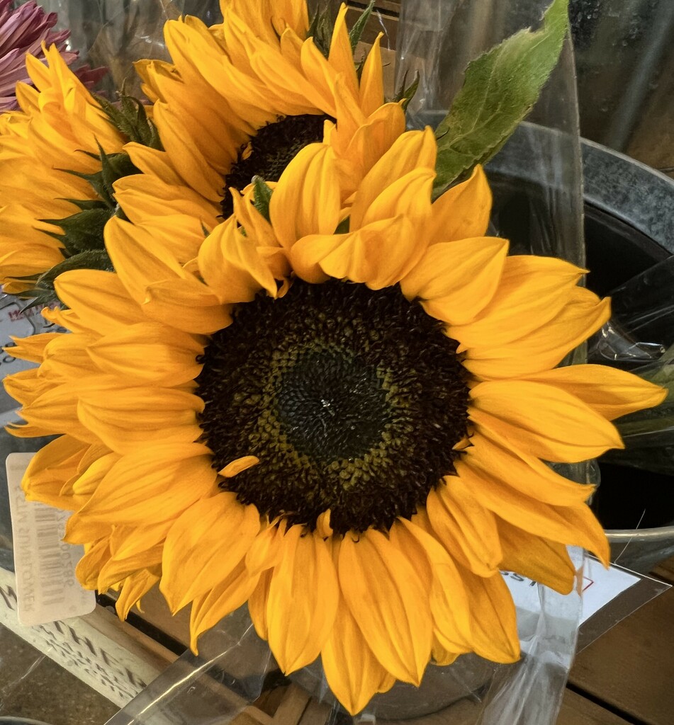 Golden Sunflower by peekysweets