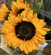 13th Mar 2024 - Golden Sunflower