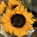 Golden Sunflower by peekysweets